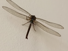 Gynacantha subinterrupta