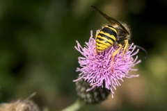 Dolichovespula sylvestris