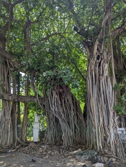Ficus microcarpa