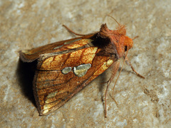 Plusia putnami