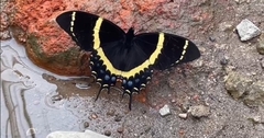 Papilio garamas