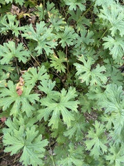 Geranium pratense