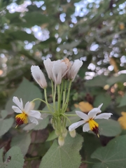 Sparrmannia africana