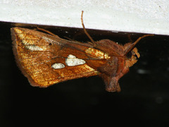 Plusia putnami