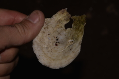 Scutus antipodes