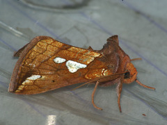 Plusia putnami