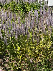 Agastache foeniculum