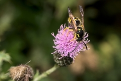 Dolichovespula sylvestris