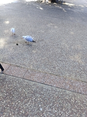 Chroicocephalus novaehollandiae