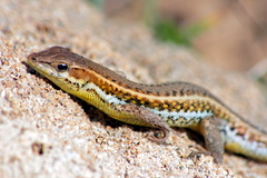 Ophisops elegans