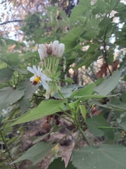 Sparrmannia africana