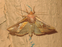 Plusia putnami