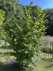 Corylus