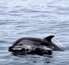 Stenella coeruleoalba