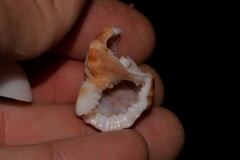 Dulcerana granularis