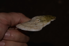 Scutus antipodes