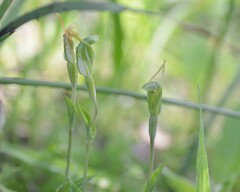 Pterostylis