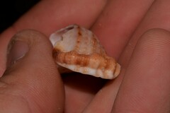 Dulcerana granularis