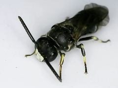 Hylaeus