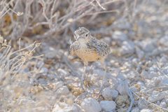 Chersomanes albofasciata