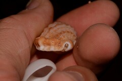 Dulcerana granularis