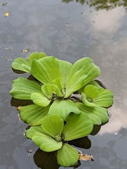 Pistia stratiotes