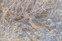 Chersomanes albofasciata
