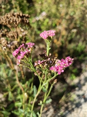Achillea millefolium