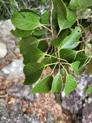 Lithocarpus taitoensis