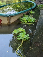 Pistia stratiotes