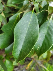 Lithocarpus taitoensis