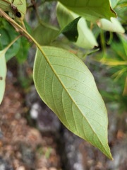 Lithocarpus taitoensis
