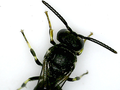 Hylaeus