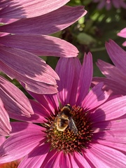 Eristalis intricaria