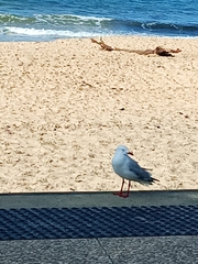 Chroicocephalus novaehollandiae