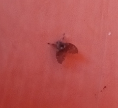 Clogmia albipunctata