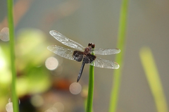 Erythrodiplax latimaculata