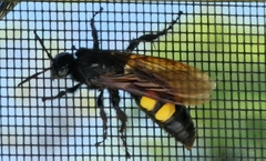 Pygodasis quadrimaculata