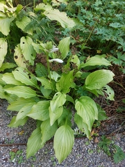 Hosta plantaginea