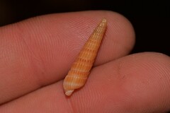 Duplicaria crakei