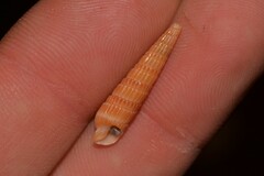 Duplicaria crakei