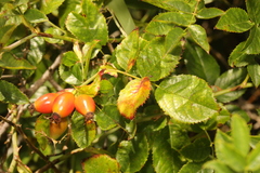 Rosa canina