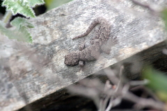 Mediodactylus orientalis