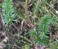 Banksia ericifolia