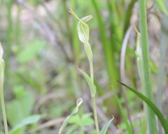 Pterostylis