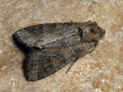 Polia bombycina