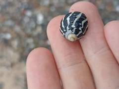 Austrocochlea porcata