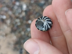 Austrocochlea porcata