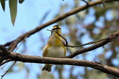 Pardalotus striatus