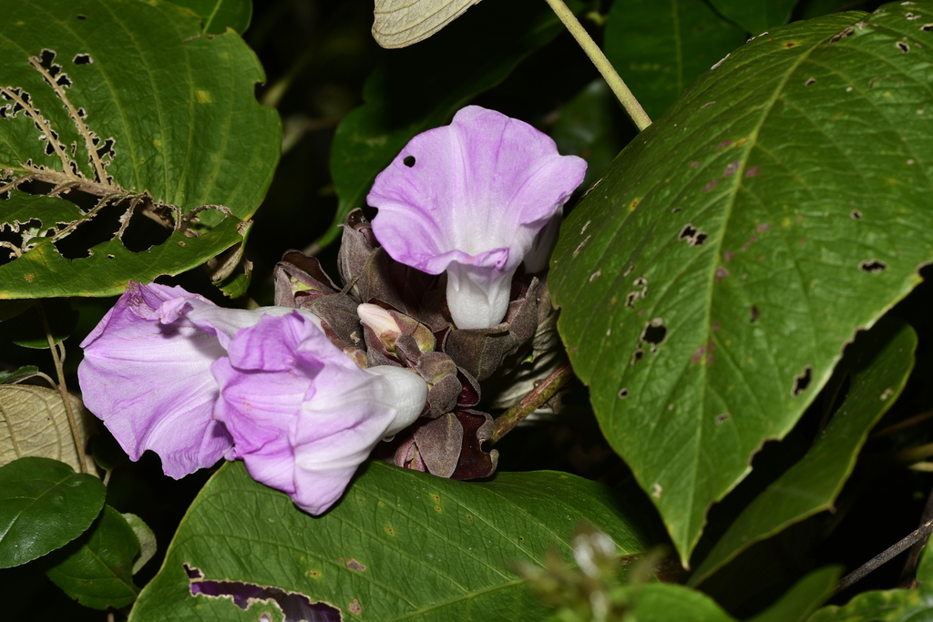 Argyreia pierreana (Argyreia pierreana)